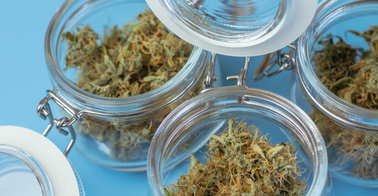 Open glass jars of cannabis against blue background